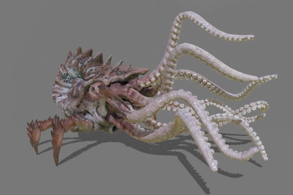 Kraken 13at